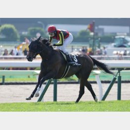 【武田の土曜競馬コラム・紫苑Ｓ】｜武田記者 データがベース