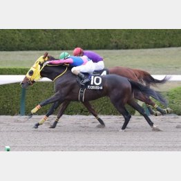 【橘の土曜競馬コラム・エニフＳ】｜鬼才・橘 万券アタック