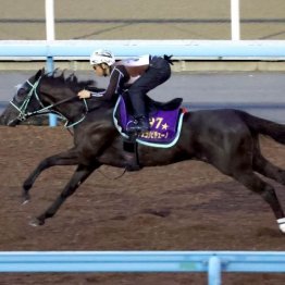 【新居の日曜競馬コラム・京成杯オータムＨ】