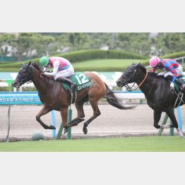 【播磨の日曜競馬コラム・セントウルＳ】｜播磨政勝 競馬道楽