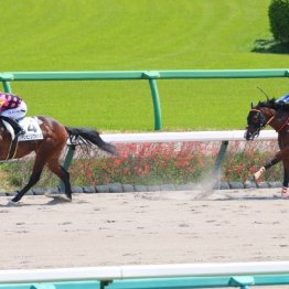 【レスキュー隊の日曜競馬コラム・中山12Ｒ】