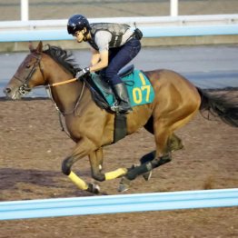 【中山３Ｒ】フォンデネージュ　牝・武井亮厩舎