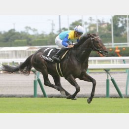 【市川の土曜競馬コラム・ケフェウスＳ】｜市川の見解