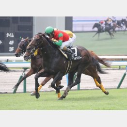 【新谷の土曜競馬コラム・ケフェウスＳ】｜新谷式レースレート 数字が走る