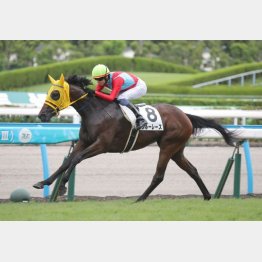 【勝羽の土曜競馬コラム・ききょうＳ】｜勝羽太郎 情報ノート