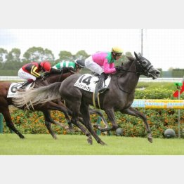 【橘の日曜競馬コラム・ローズＳ】｜鬼才・橘 万券アタック