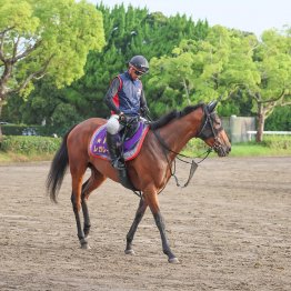 【藤岡の日曜競馬コラム・ローズＳ】