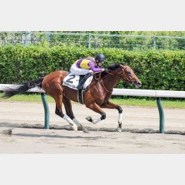 １勝クラス勝ちが鮮やかだった勝羽推しのフライヤートゥルー