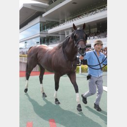 【田中の月曜競馬コラム・ＪＲＡ70周年アニバーサリーＳ】｜田中翔大 必翔馬券