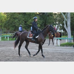 【亀井の月曜競馬コラム・セントライト記念】｜亀井記者の血統ロックオン