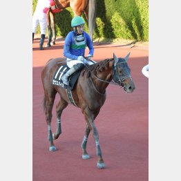 【播磨の月曜競馬コラム・ＪＲＡ70周年アニバーサリーＳ】｜播磨政勝 競馬道楽