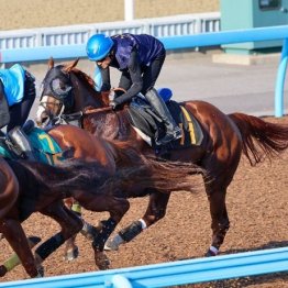 【飯島の月曜競馬コラム・セントライト記念】