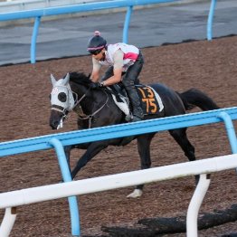 【新居の月曜競馬コラム・セントライト記念】