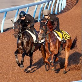 【木津の月曜競馬コラム・セントライト記念】｜ホースマン直撃