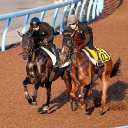 【木津の月曜競馬コラム・セントライト記念】