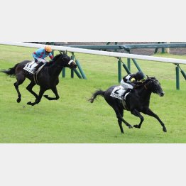 【武田の月曜競馬コラム・セントライト記念】｜武田記者 データがベース