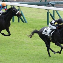 【武田の月曜競馬コラム・セントライト記念】