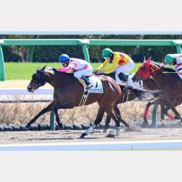 中山で２勝目のチャンスがきたクインズポラリス