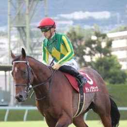 【神戸新聞杯】春の重賞勝ちVS夏の上がり馬