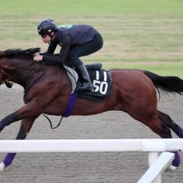 【神戸新聞杯】調教マル得チェック