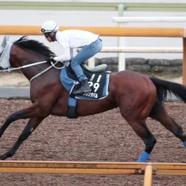 【神戸新聞杯】春より折り合いがスムーズに メイショウタバル成長して戻ってきた