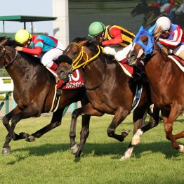 【神戸新聞杯】データ作戦　ビッグ馬券を狙え