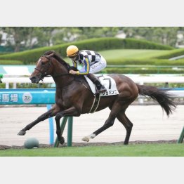 【亀井の土曜競馬コラム・野路菊Ｓ】｜亀井記者の血統ロックオン