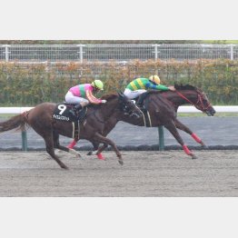 【播磨の土曜競馬コラム・伊賀Ｓ】｜播磨政勝 競馬道楽