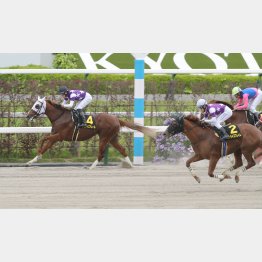 【勝羽の土曜競馬コラム・ながつきＳ】｜勝羽太郎 情報ノート