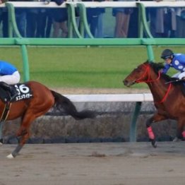 【市川の土曜競馬コラム・ながつきＳ】