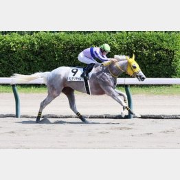 【飯島の土曜競馬コラム・中山12Ｒ】｜飯島の１日１鞍