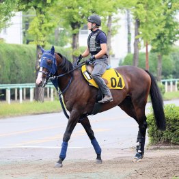 【亀井の日曜競馬コラム・オールカマー】｜亀井記者の血統ロックオン