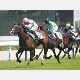 【播磨の日曜競馬コラム・神戸新聞杯】｜播磨政勝 競馬道楽