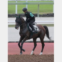 【市川の日曜競馬コラム・オールカマー】｜市川が人気馬を斬る