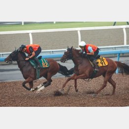 【飯島の日曜競馬コラム・中山４Ｒ】｜飯島の１日１鞍