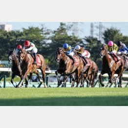 【武田の日曜競馬コラム・オールカマー】｜武田記者 データがベース