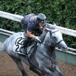 【橘の日曜競馬コラム・オールカマー】