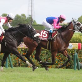 【神戸新聞杯】メイショウタバル一人旅で重賞制覇