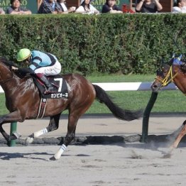 【飯島の土曜競馬コラム・シリウスＳ】