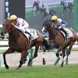 【新居の土曜競馬コラム・芙蓉Ｓ】