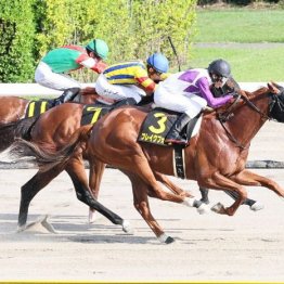 【大谷の土曜競馬コラム・シリウスＳ】