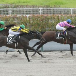 【橘の土曜競馬コラム・シリウスＳ】