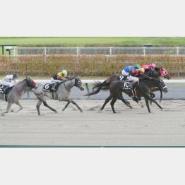 【田中の土曜競馬コラム・シリウスＳ】｜田中翔大 必翔馬券