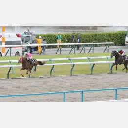 前走の三宮Ｓは７馬身差の圧勝！