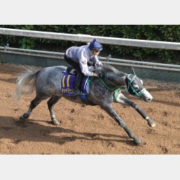 【田中の日曜競馬コラム・スプリンターズＳ】｜田中翔大 必翔馬券