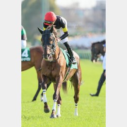 【勝羽の日曜競馬コラム・ポートアイランドＳ】｜勝羽太郎 情報ノート