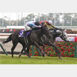 【市川の日曜競馬コラム・スプリンターズＳ】｜市川が人気馬を斬る