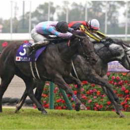 【市川の日曜競馬コラム・スプリンターズＳ】