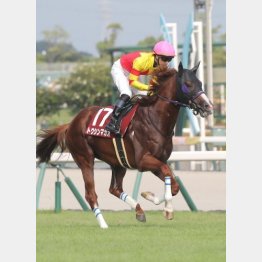 【飯島の日曜競馬コラム・スプリンターズＳ】｜飯島の１日１鞍