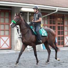 【中山５R・２歳新馬】タールベルク　牡・杉山晴紀厩舎